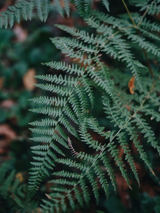 closeup of a plant with green leaves