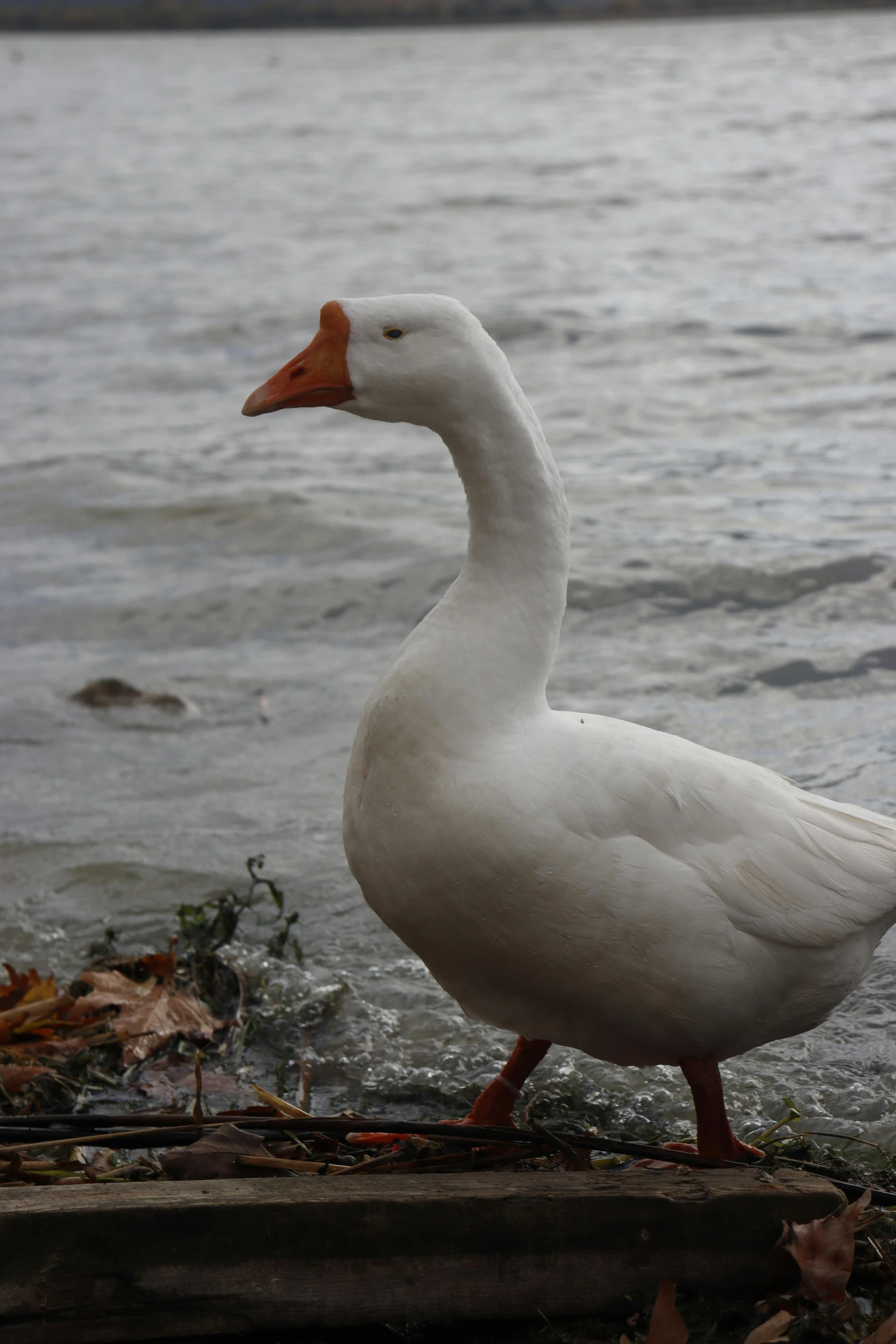 there is a white duck standing on the edge of the water