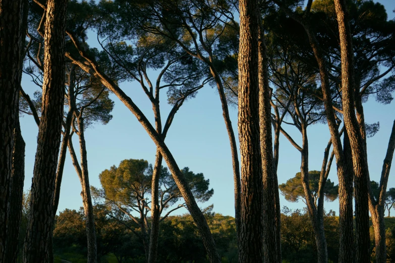 some very tall trees near one another