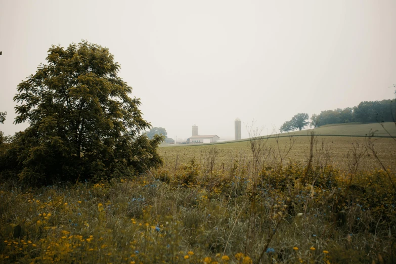 a green field with a lone tree on a foggy day