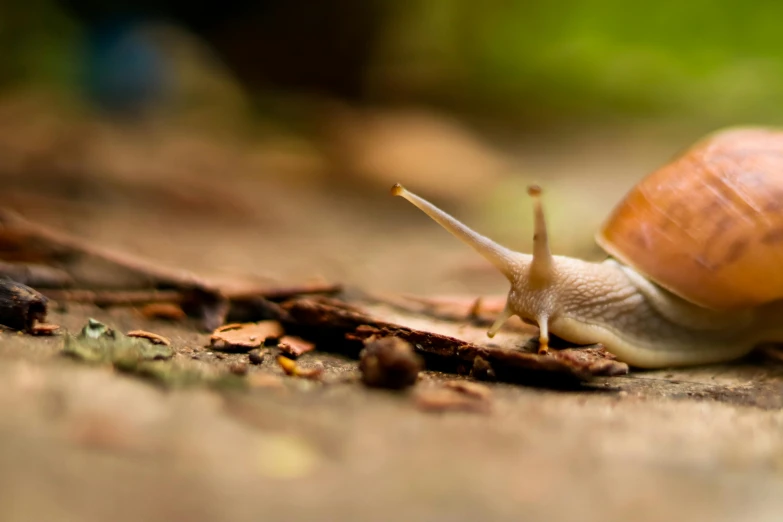 a snail crawling on top of a leaf covered ground