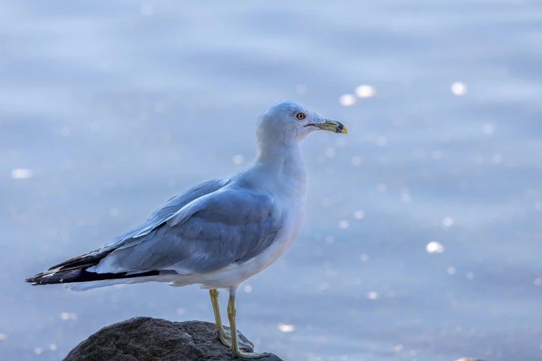 a seagull standing on the side of a rock in the water