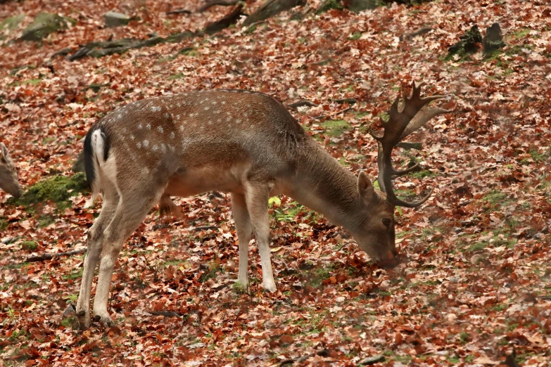 two deer standing on a field full of leaves