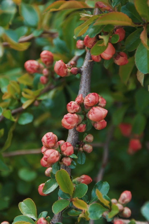 red berries grow on a tree with leaves