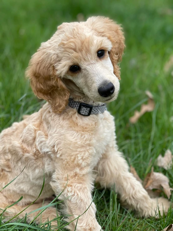 small, gy dog sitting in the grass looking off to its left