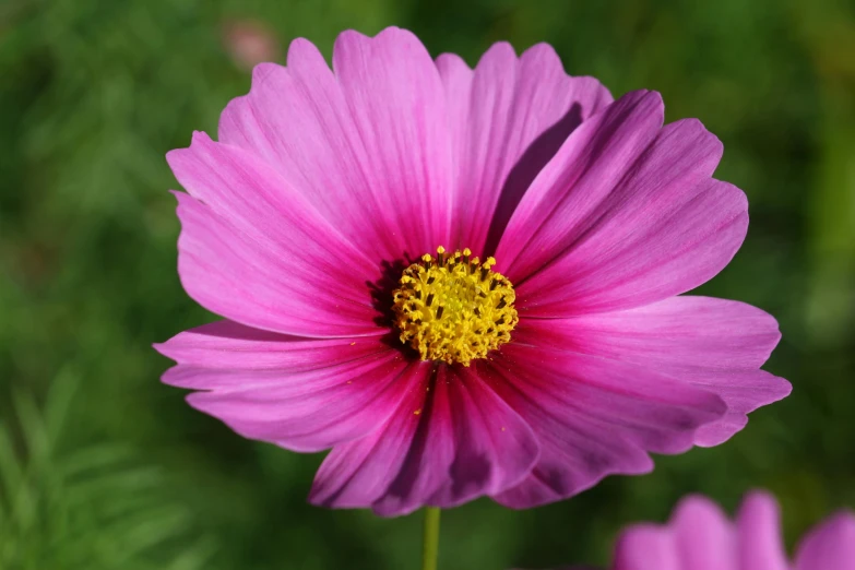 close up of pink flowers in full bloom