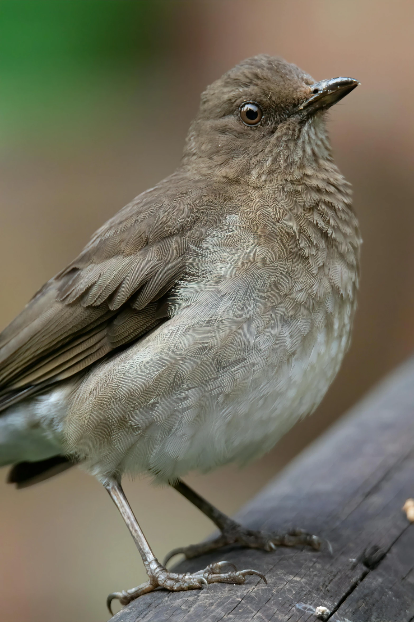 a bird standing on the edge of a wooden plank