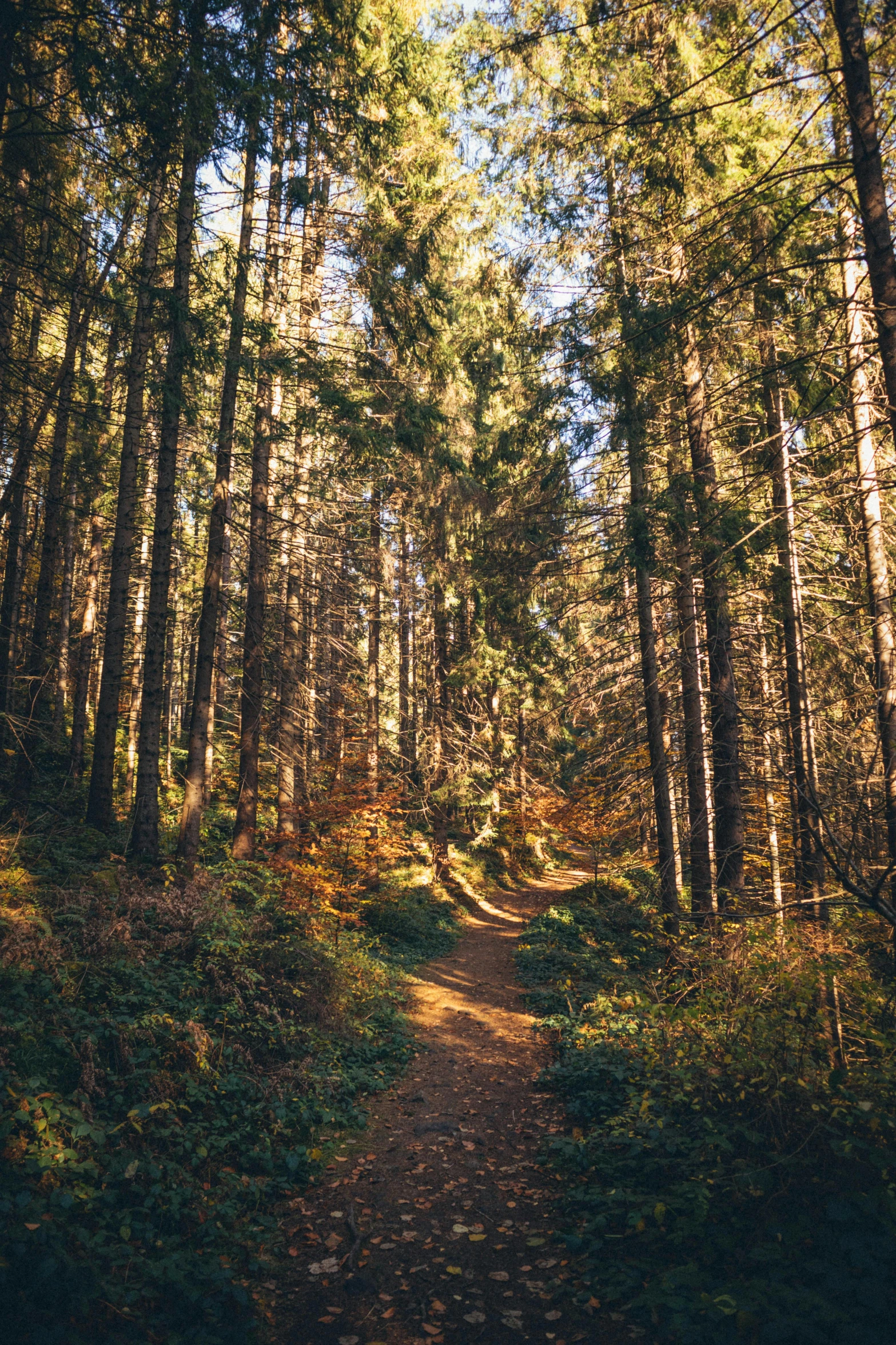 an image of a road that is very close to trees