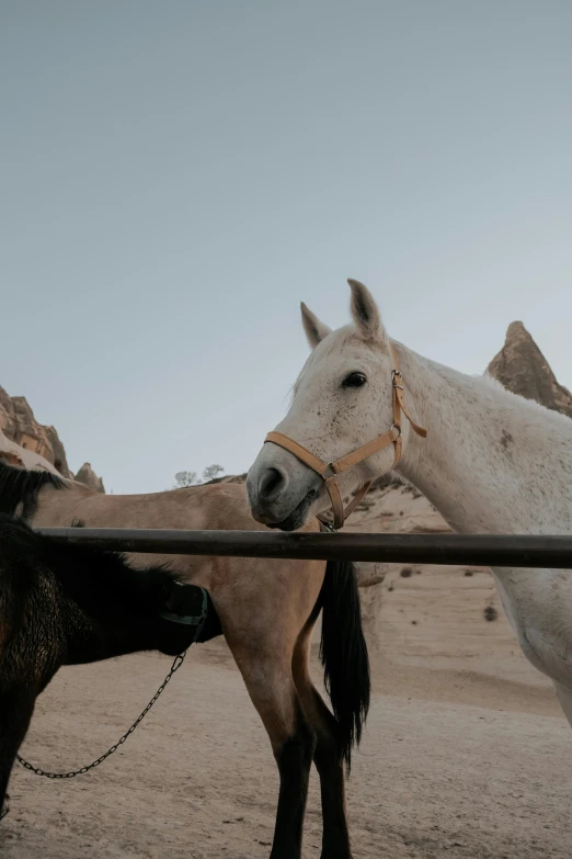 a group of horses standing next to each other