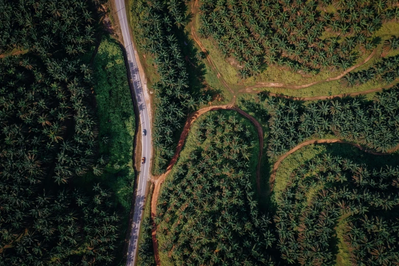 an aerial view of a forest, with two roads running through it