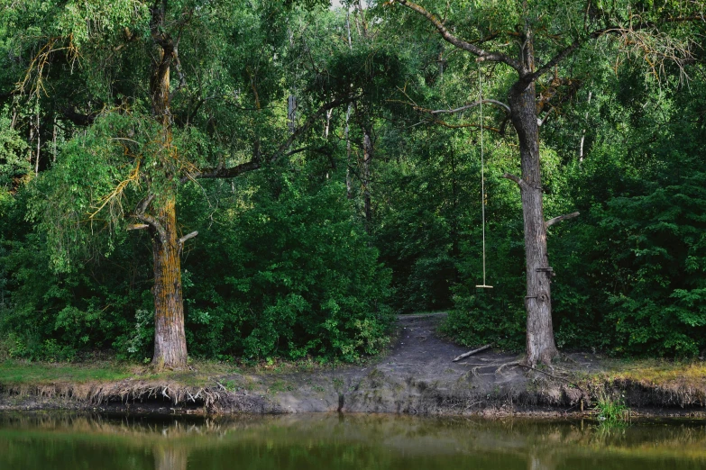 an open area has trees, water, and dirt