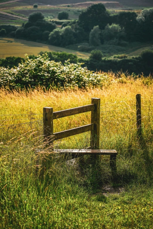 a wooden bench in a field of green grass