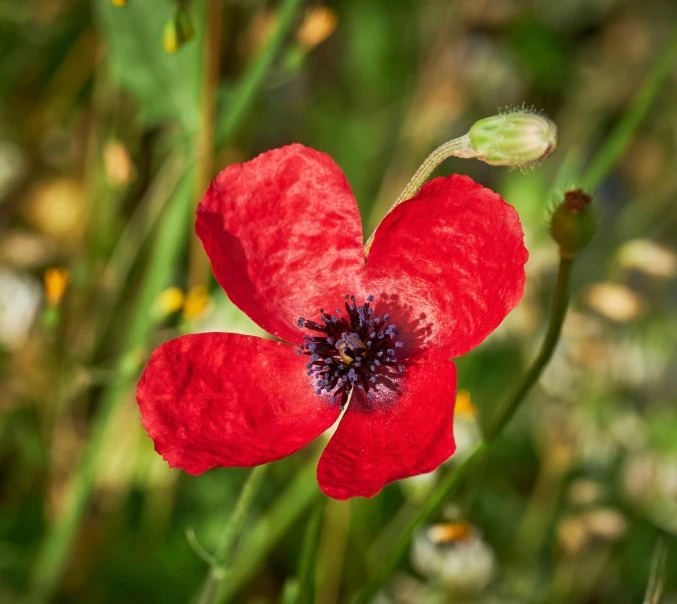 an image of a red flower that has blooming