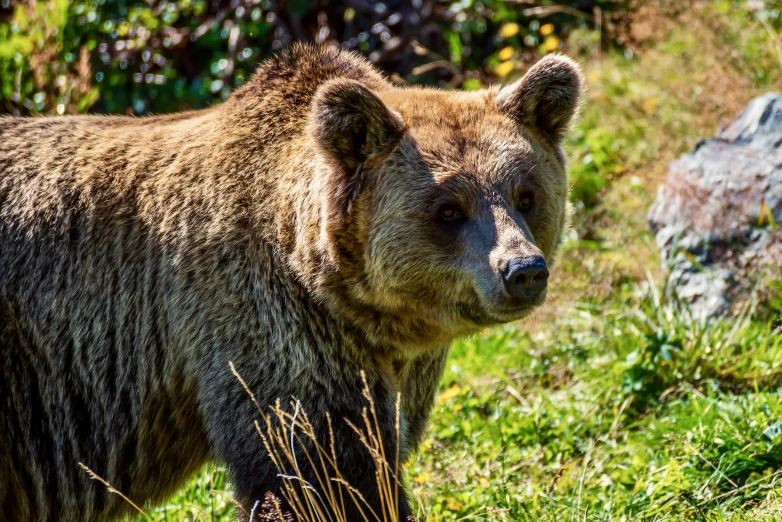 a grizzly bear is on the grass beside a rock