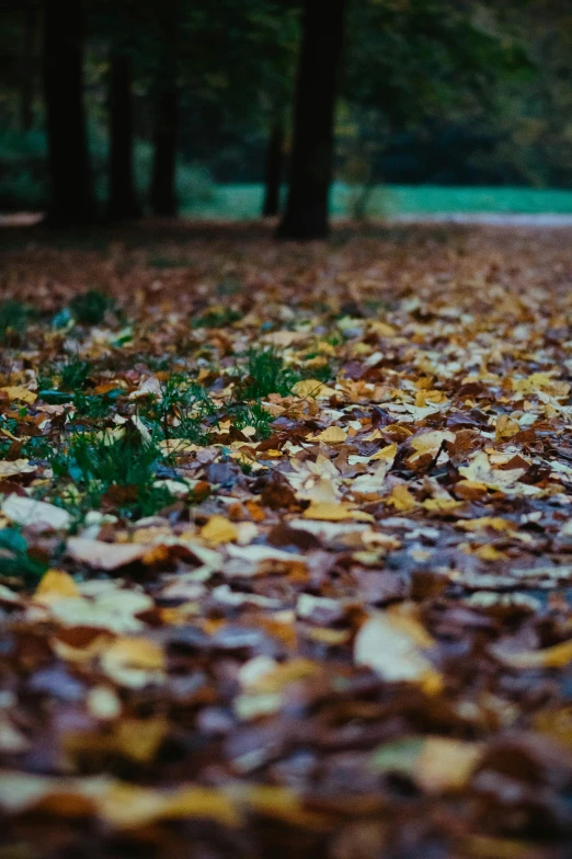 the leaves have fallen on the ground in the park