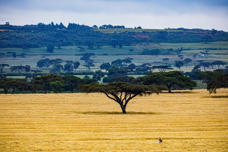 there is a tree in the middle of the field