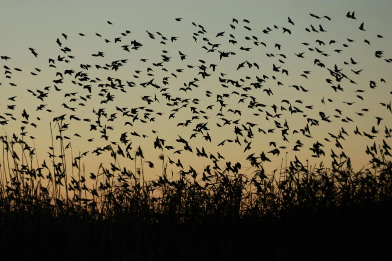 many birds flying in the sky above a tall grass and trees