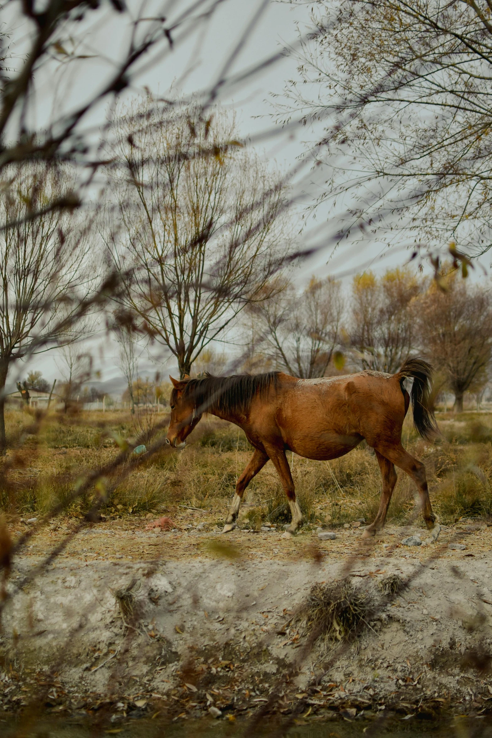 a brown horse walking down a dirt road in the middle of nowhere