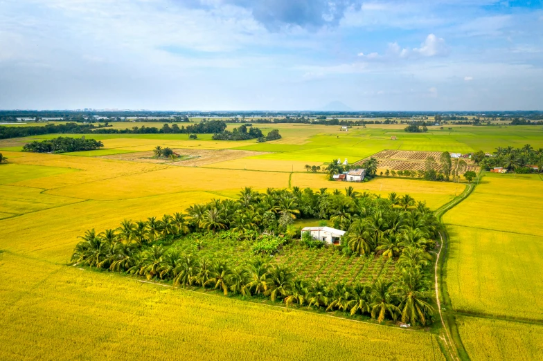 an area with some palm trees and some bushes in the middle of it