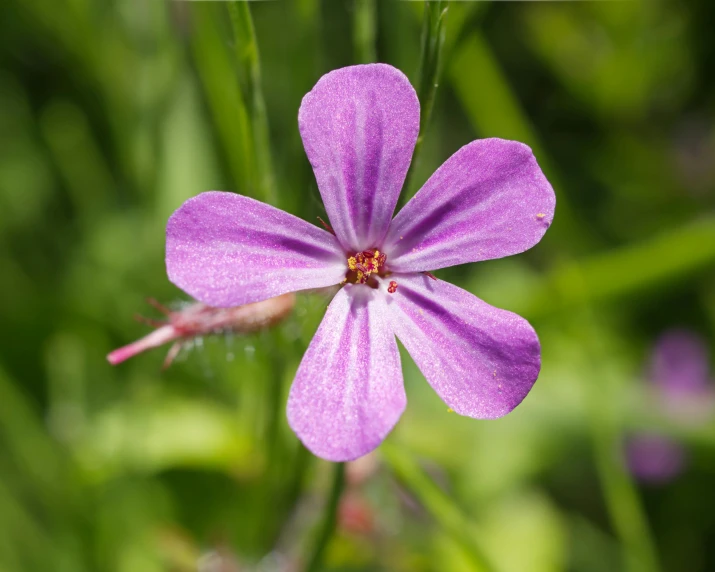 close up of some small purple flowers with water drops