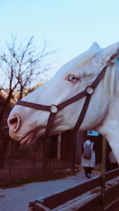 a horse in the sun with no bridle on