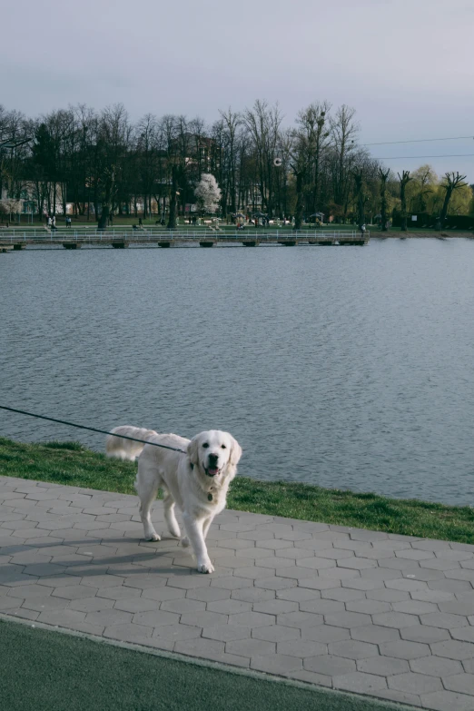 a large white dog standing on top of a cement path