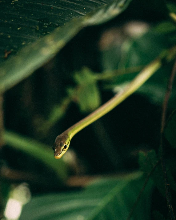 a close up view of a snake in a green plant