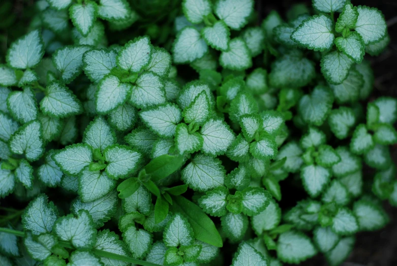 many green leaves sitting in the center of a flower