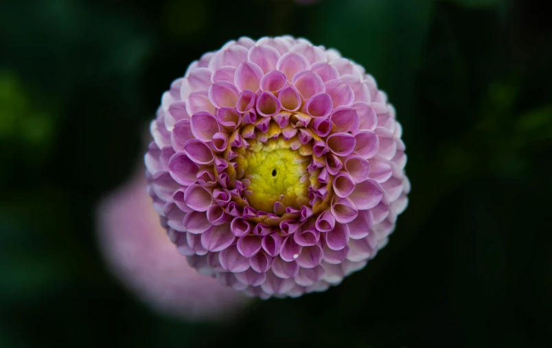 the center of an pink flower with green stems