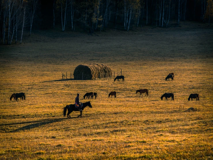 a man is riding a horse in a field with horses