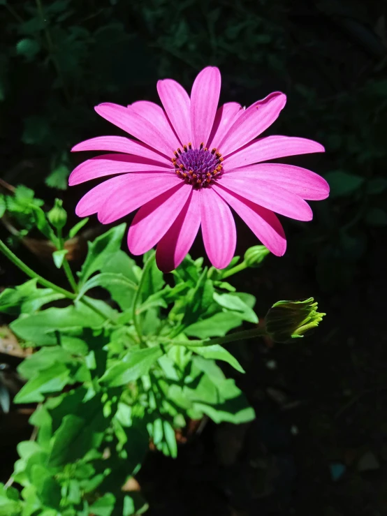 a pink flower that has grown out of the ground