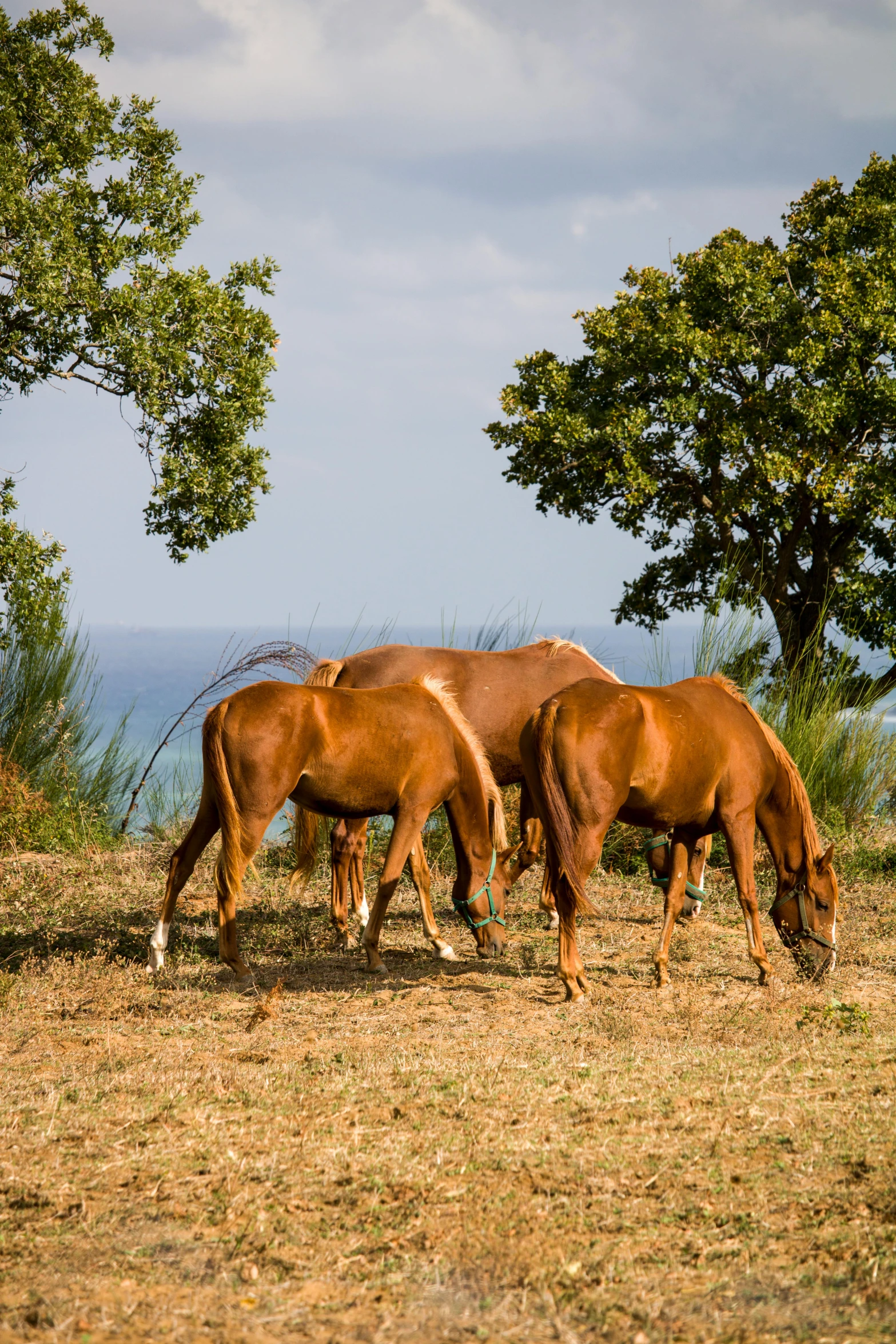 some horses are grazing in the open field