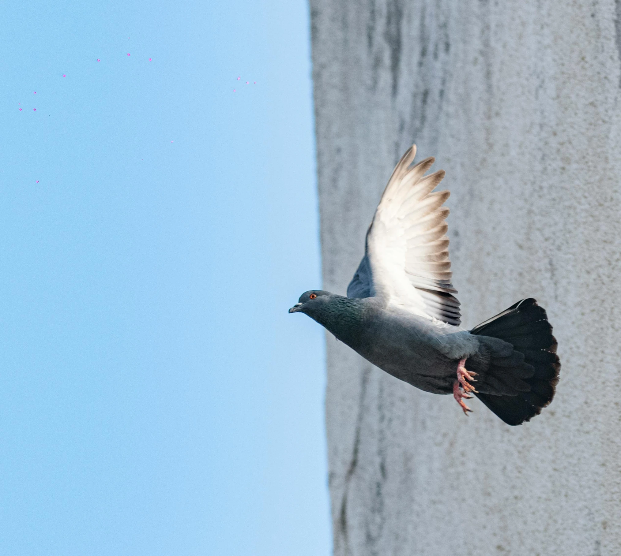 a bird flying through the air by some cliffs