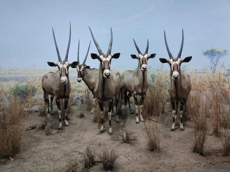 a group of horned animals standing in a field