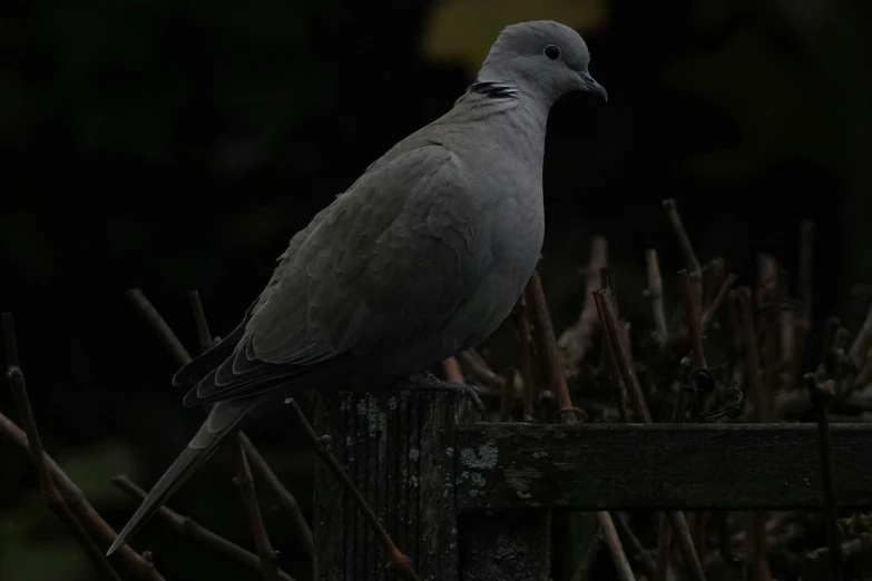 a gray bird perched on top of a wooden post