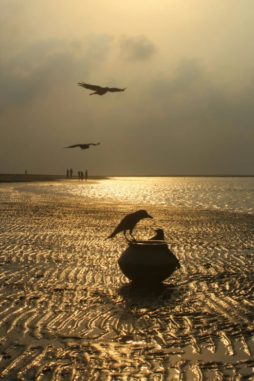 several birds flying in the sky above a body of water