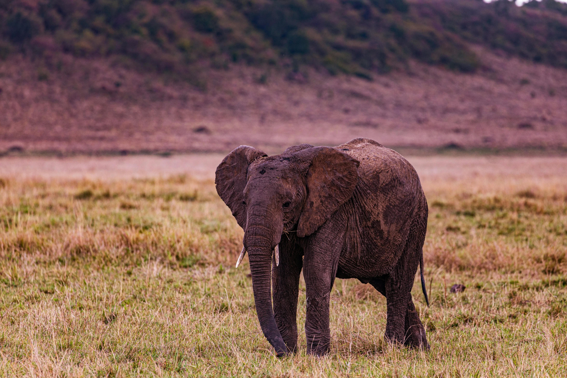 there is a single elephant standing in a grassy field