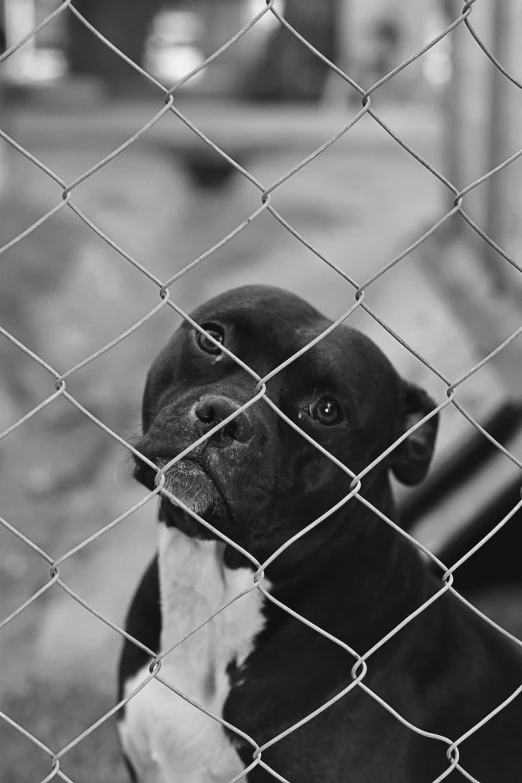 a dog that is looking out through a fence