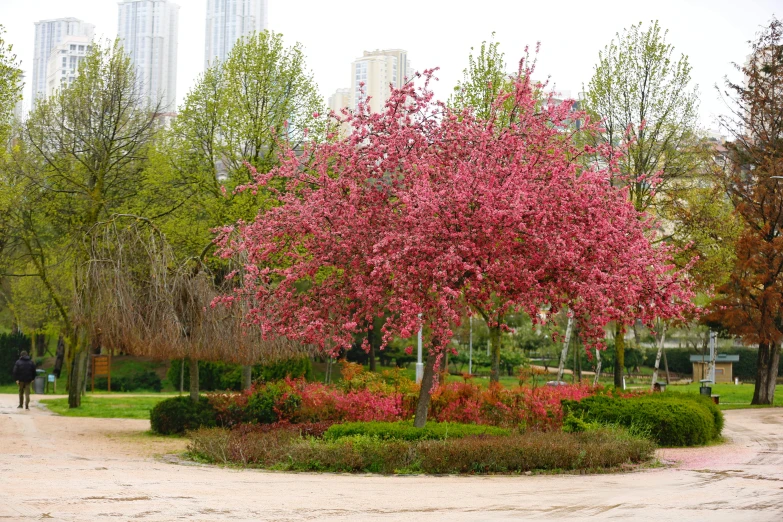 the trees are blooming very nicely in a park