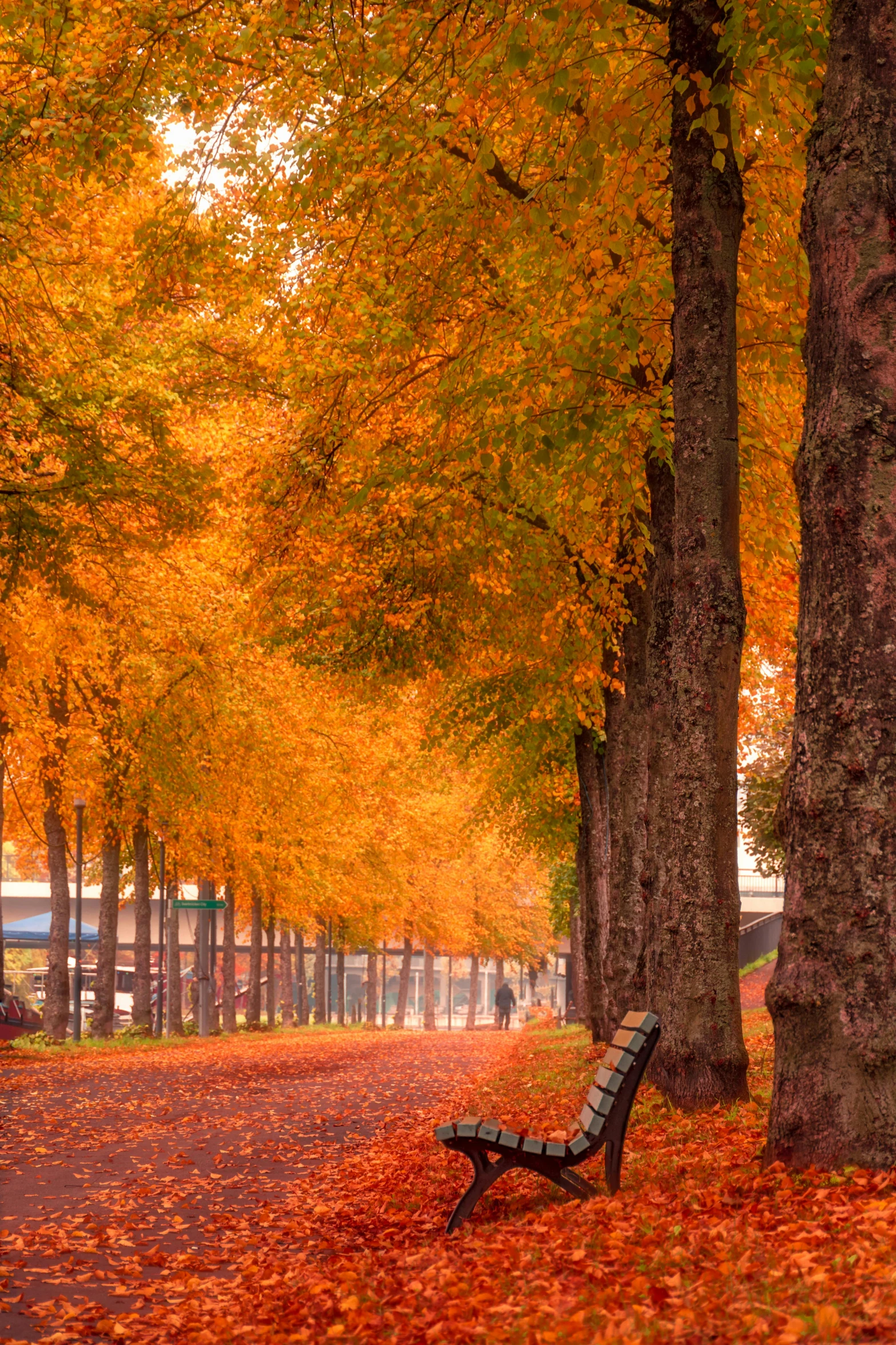 an empty park bench sitting underneath trees with fall leaves on the ground