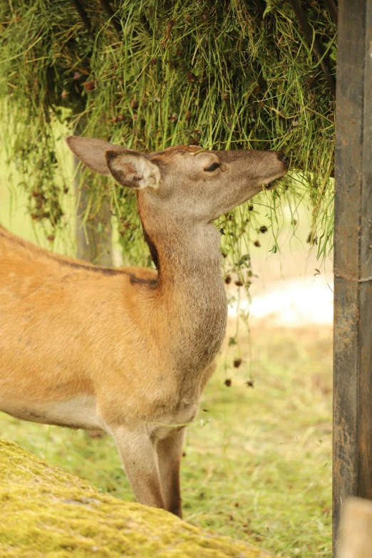 there is a small animal that is eating the tree