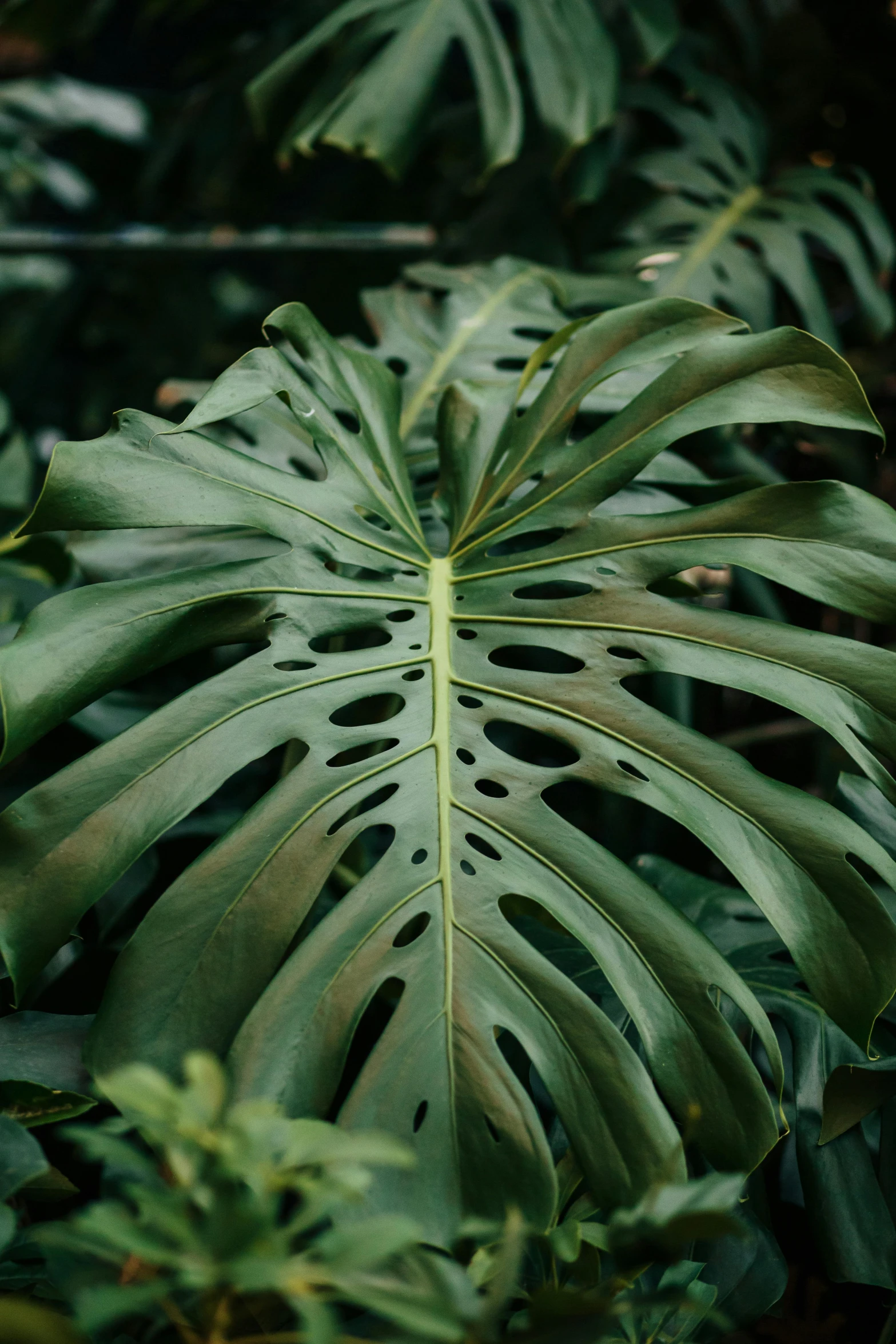 a palm plant in front of trees and foliage