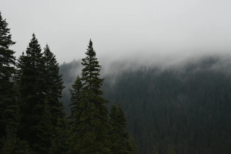 trees with mist and fog in the background