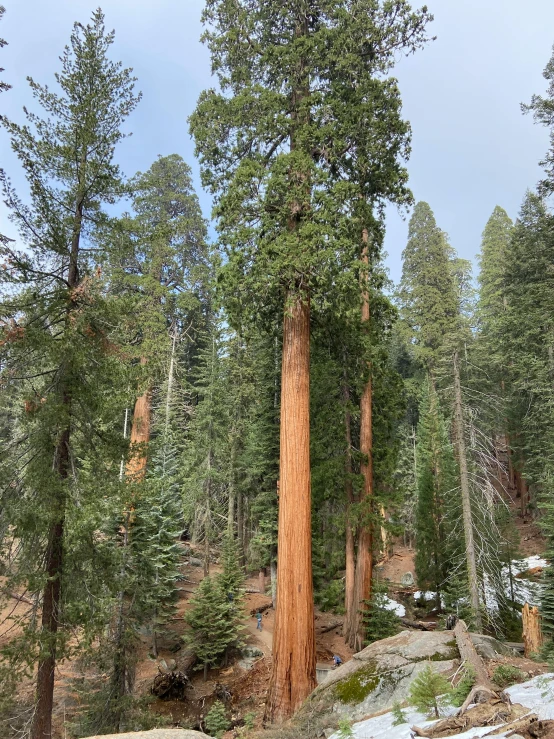 a big, old growth sequd tree with snow on the ground