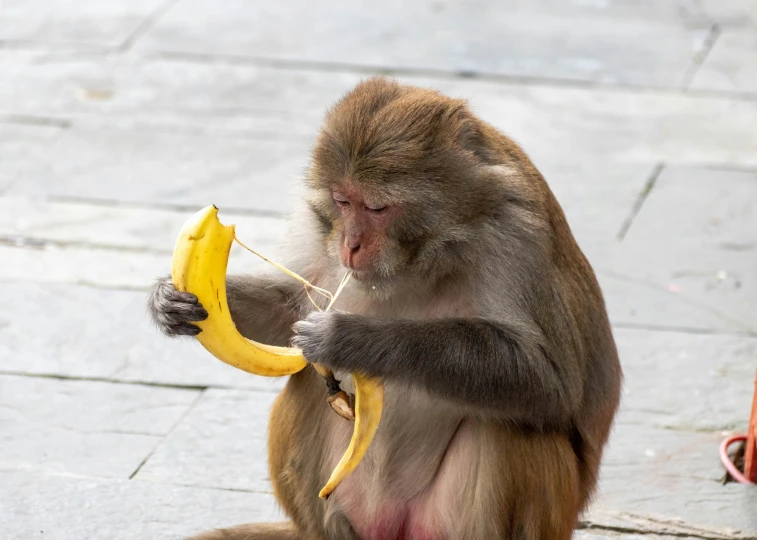 a monkey holding onto a banana to eat