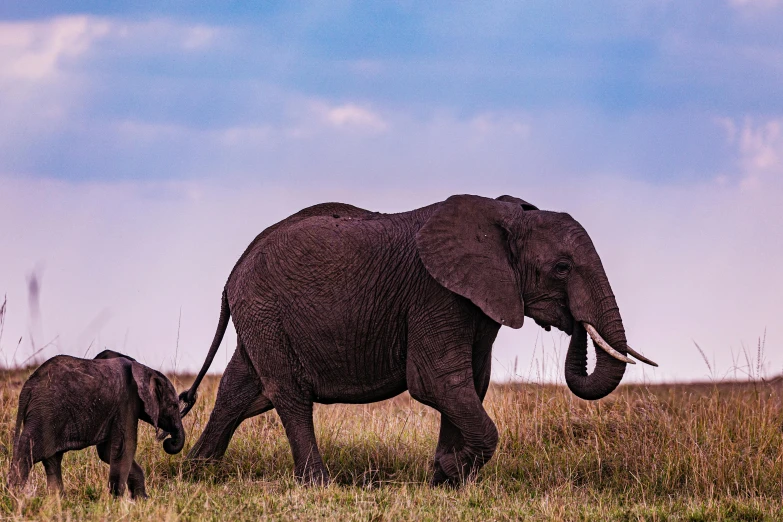 a mother and baby elephant walking through the field