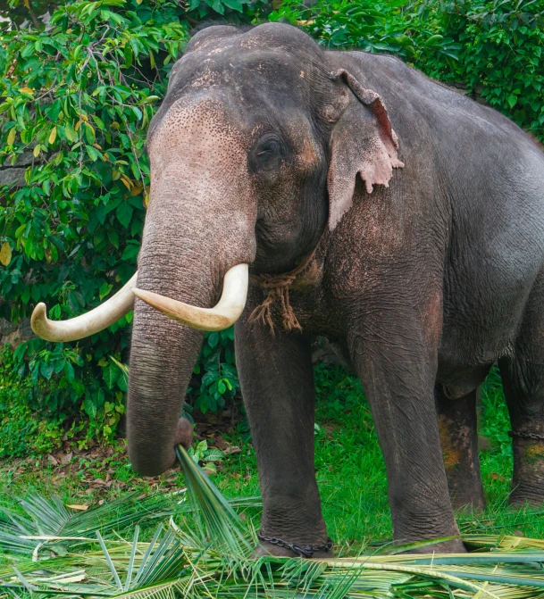 an elephant standing in a grassy area near a bush