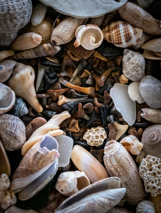 a large amount of sea shells on the ground