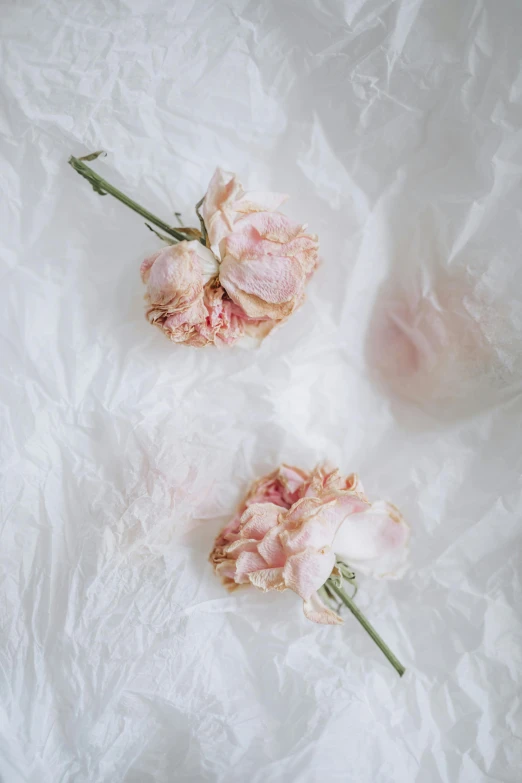 two dried flowers sitting on top of a white sheet
