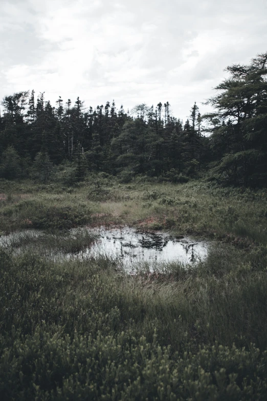 small pond in the middle of the wild grass